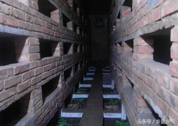 养殖土元有多少利润,农村新手养殖什么投资小回本快