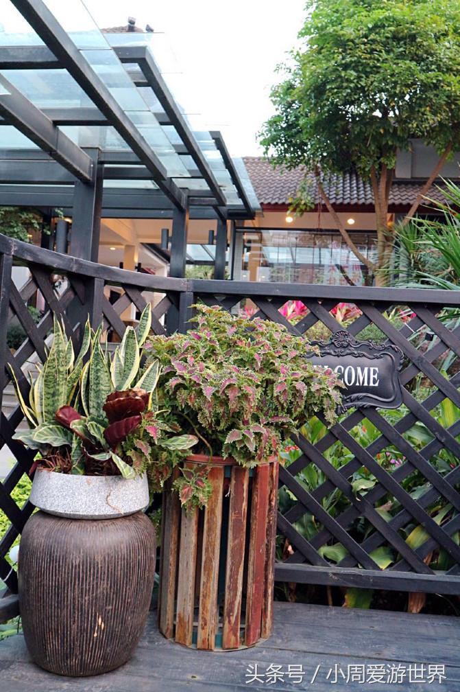 不用去日本深圳就能看樱花,日本樱花必看