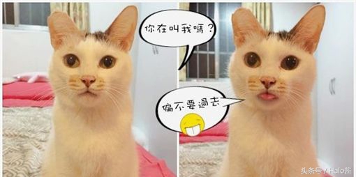 如何让猫咪不乱叫的妙招,猫咪怎么让它不乱叫