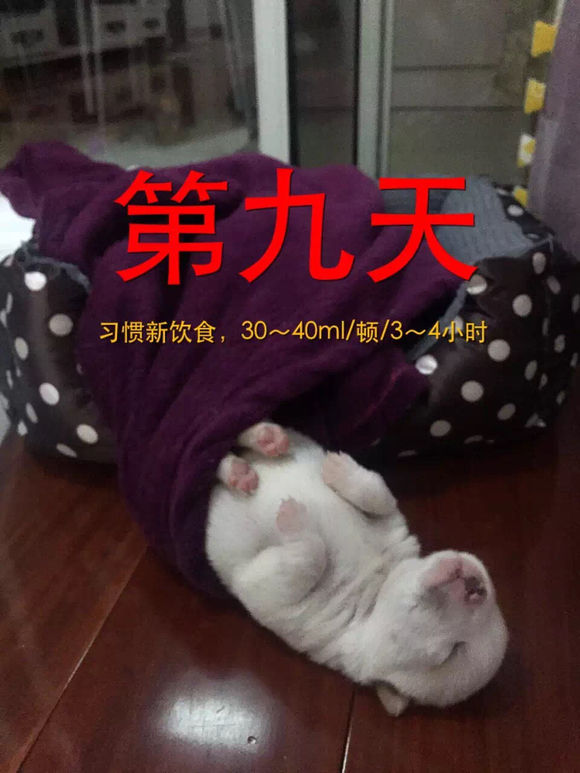 捡到了流浪狗怎么养,流浪小奶狗刚到家怎么养