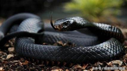 澳洲三大毒王,澳大利亚十大毒王