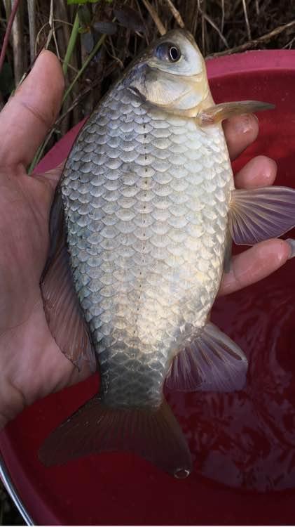 人民币打窝子，巧夺大黑鱼！