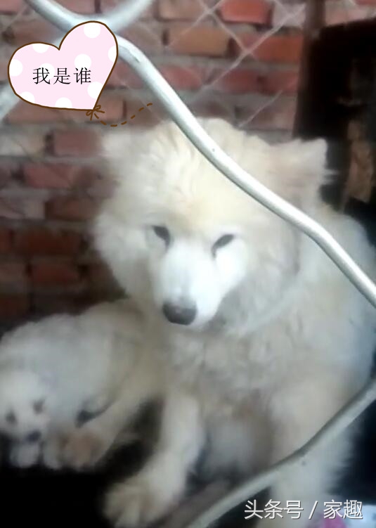 变猴脸的萨摩耶纯不纯,萨摩耶有狐狸血统吗求回答