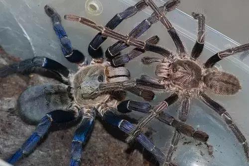 泰国金属蓝形态特点,泰国金属蓝蜘蛛