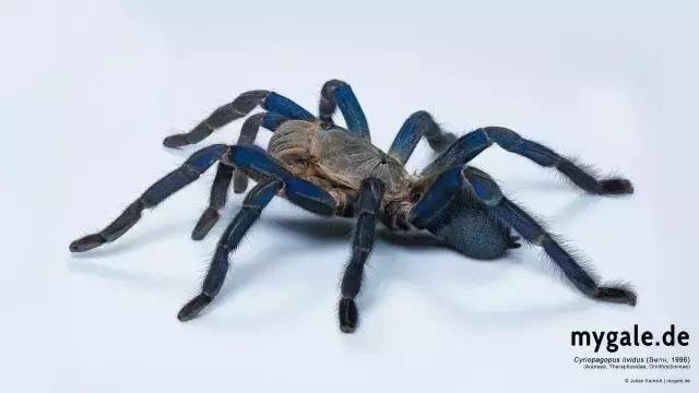 泰国金属蓝形态特点,泰国金属蓝蜘蛛