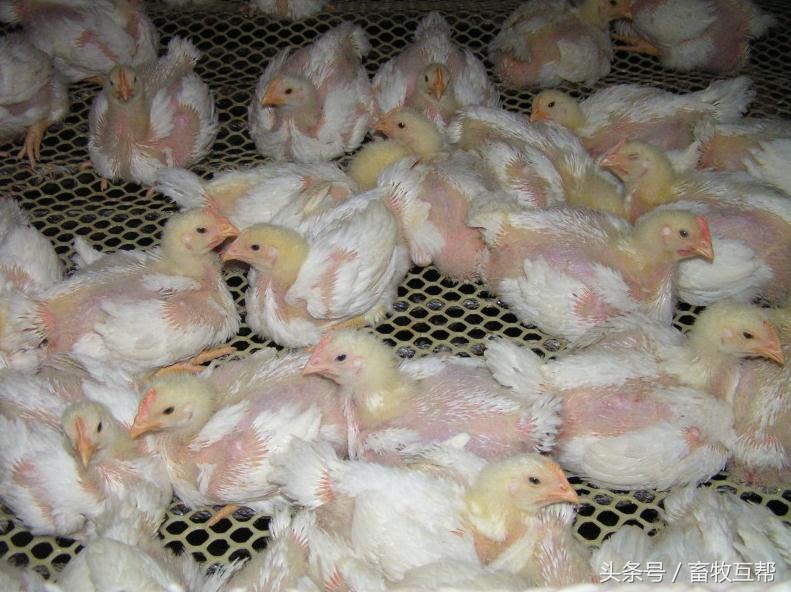 养鸡户治疗鸡病,养鸡时咋用中草药预防与治疗鸡病