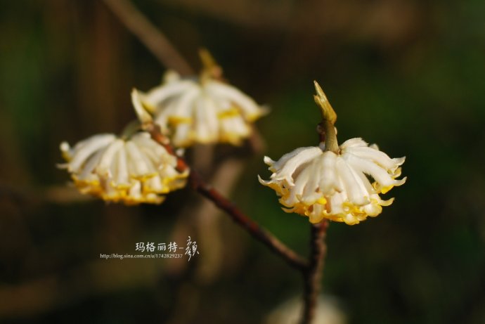 植物美图欣赏,仙气十足的植物图片