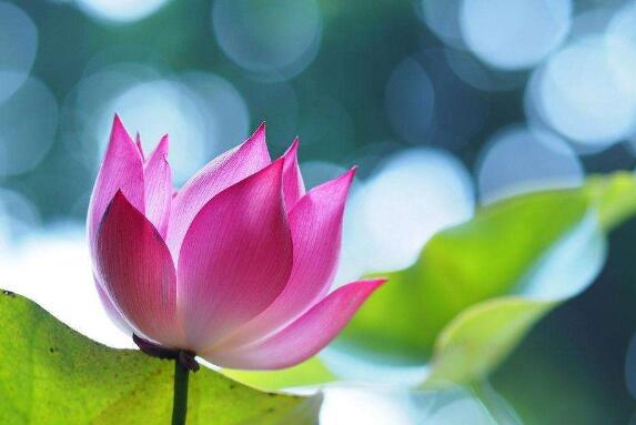 佛牌为什么那么多人戴孤品佛牌,关于佛牌那些事