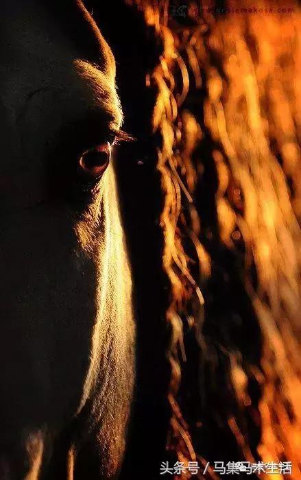 马眼睛里的世界,马的眼睛看到的世界是什么