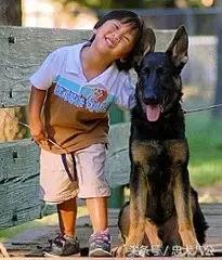 请耐心看完：一只家狗的自述