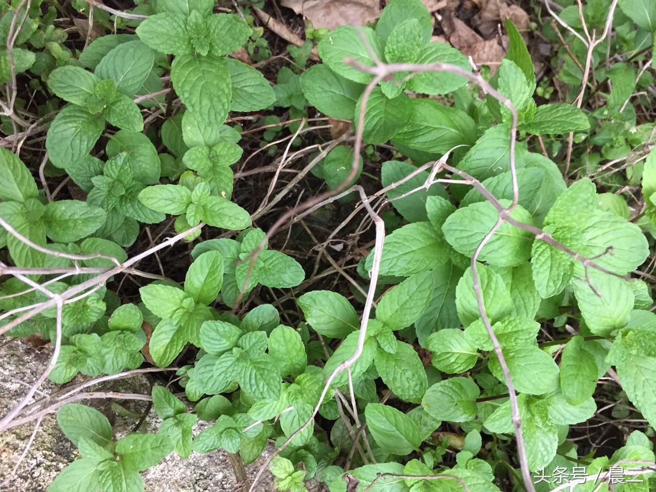 家里种薄荷旺财吗,家里种薄荷寓意什么