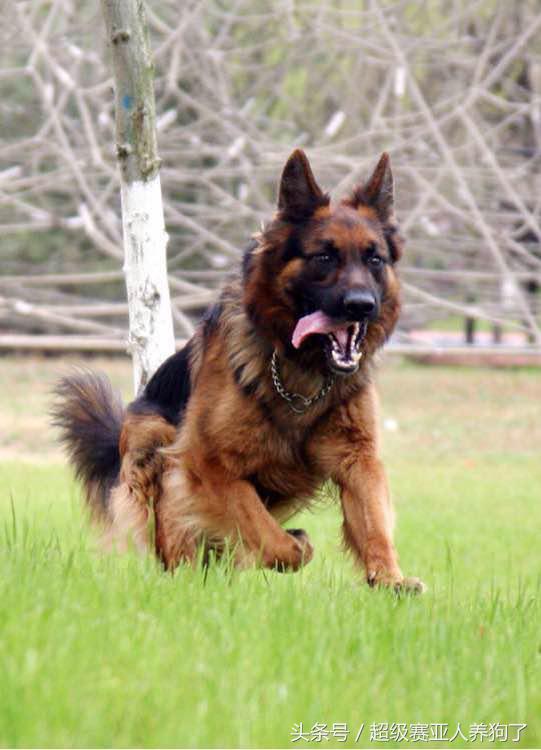 如何让一条温顺的德牧变得凶猛,如何把德牧训练的温顺又能护主