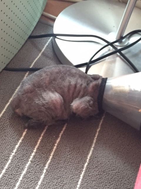 猫舍买的猫各种问题怎么办,猫舍里买的2个月幼猫靠谱吗