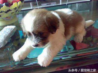 训练狗狗不乱吃地上东西视频,狗狗乱吃东西怎么教育它