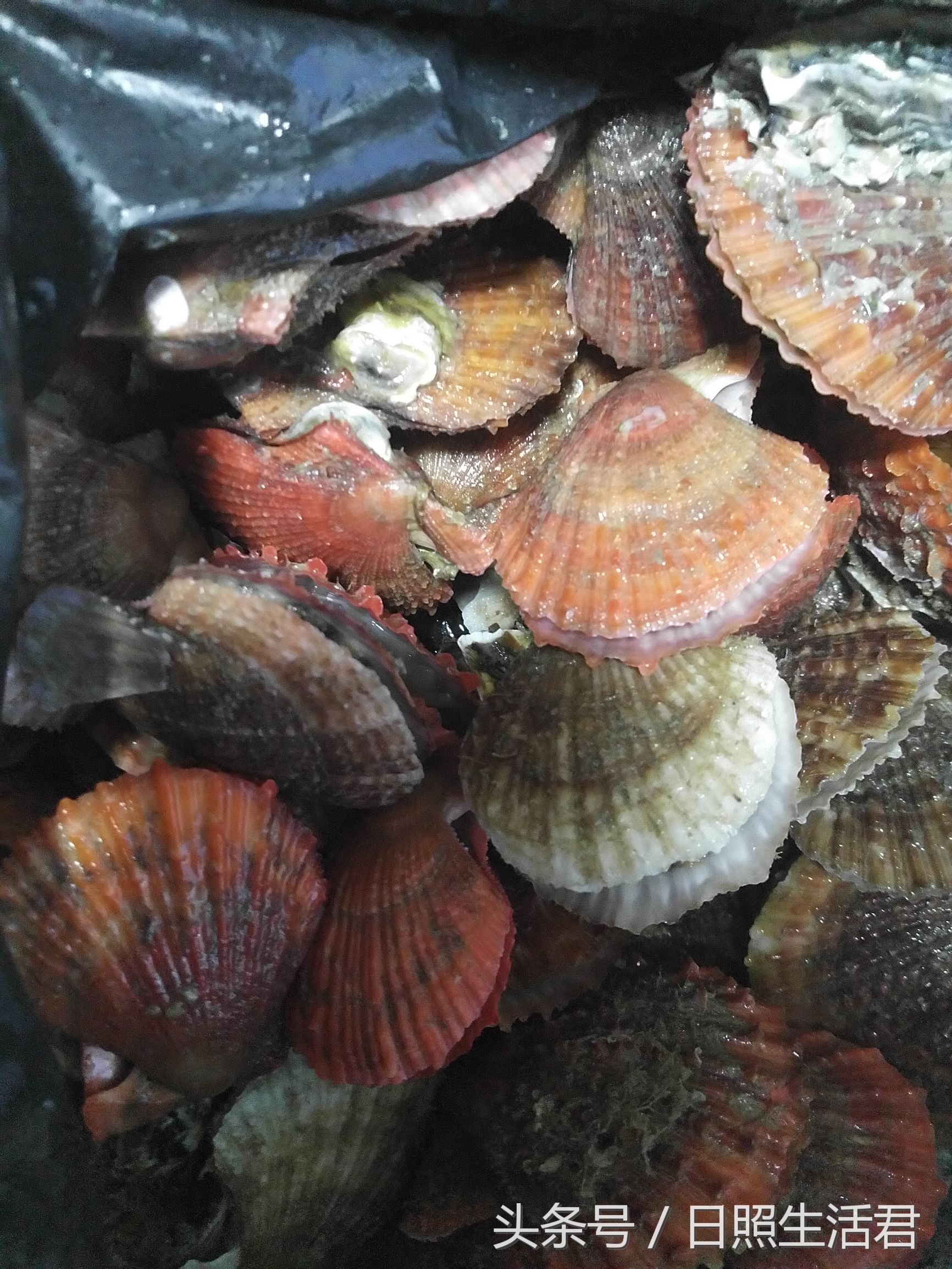 日照的海鲜还敢不敢吃了,日照的海鲜现在能不能吃
