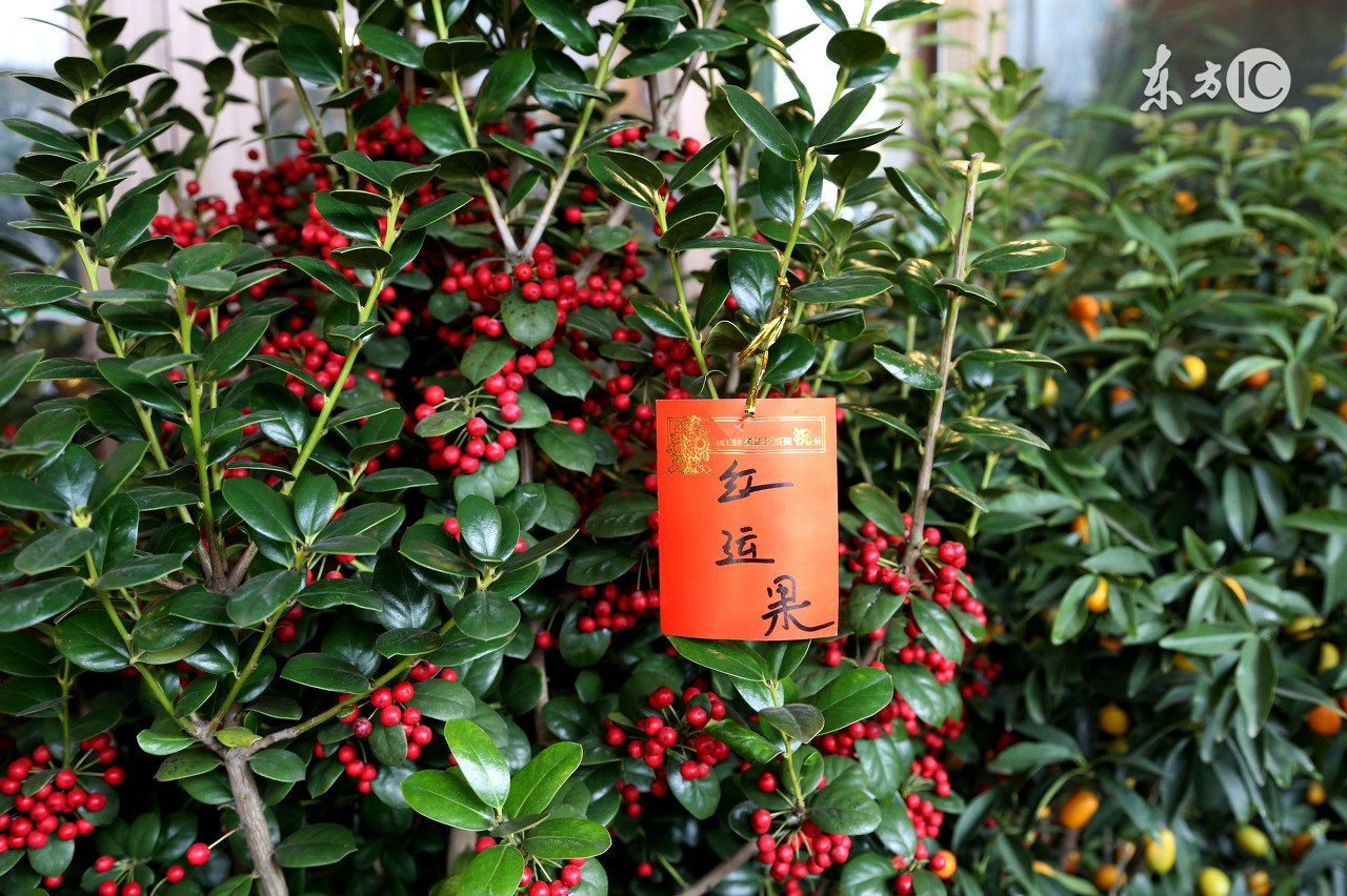 客厅放什么辟邪比较好,客厅系红布可以辟邪吗