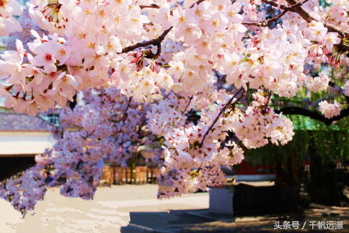 日本樱花祭，春风十里不如你