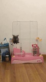 邂逅愚人节！别被兔兔蠢萌的外表所迷惑！