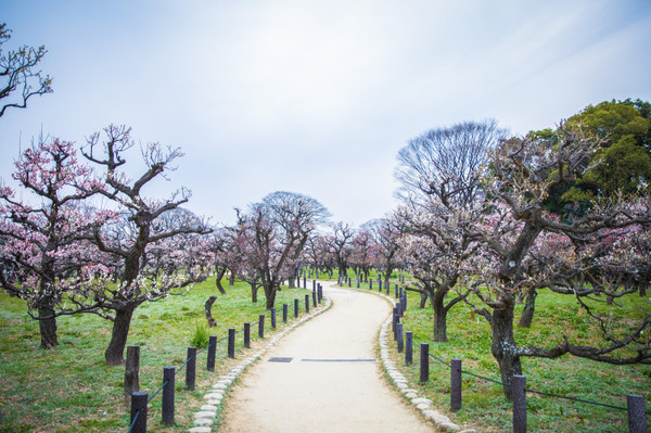 樱花烂漫几多时完整版,日本樱花节赏樱攻略视频大全