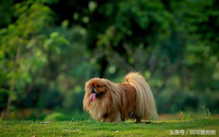 京巴犬以后趋势,京巴犬放开会跑么