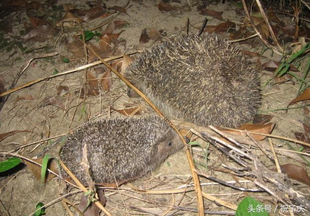 七种特别危险的动物千万不要靠近,几种最不能招惹的动物