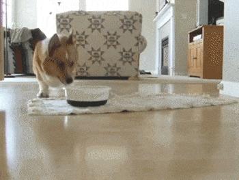 关于狗狗交配中的那点事：狗狗想要交配了怎么办？