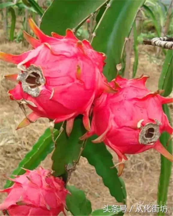 从化这算几个意思？！已传（lei）疯（bao）！