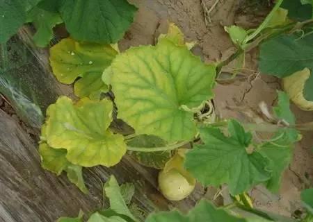 叶面肥的10大优点,史上最全叶面肥知识汇总强烈推荐