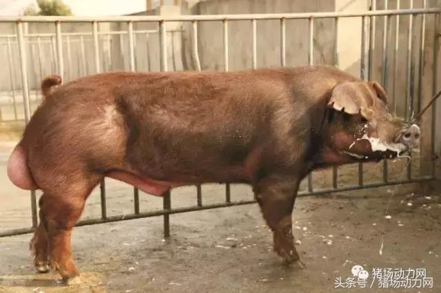 要怎么搞，我们才能让后背母猪发情？