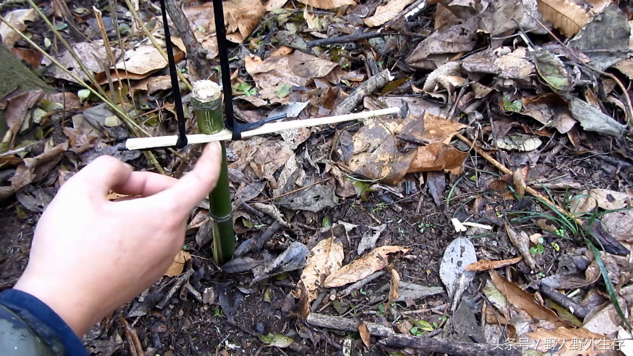 狩猎陷阱小视频,狩猎陷阱可以抓啥