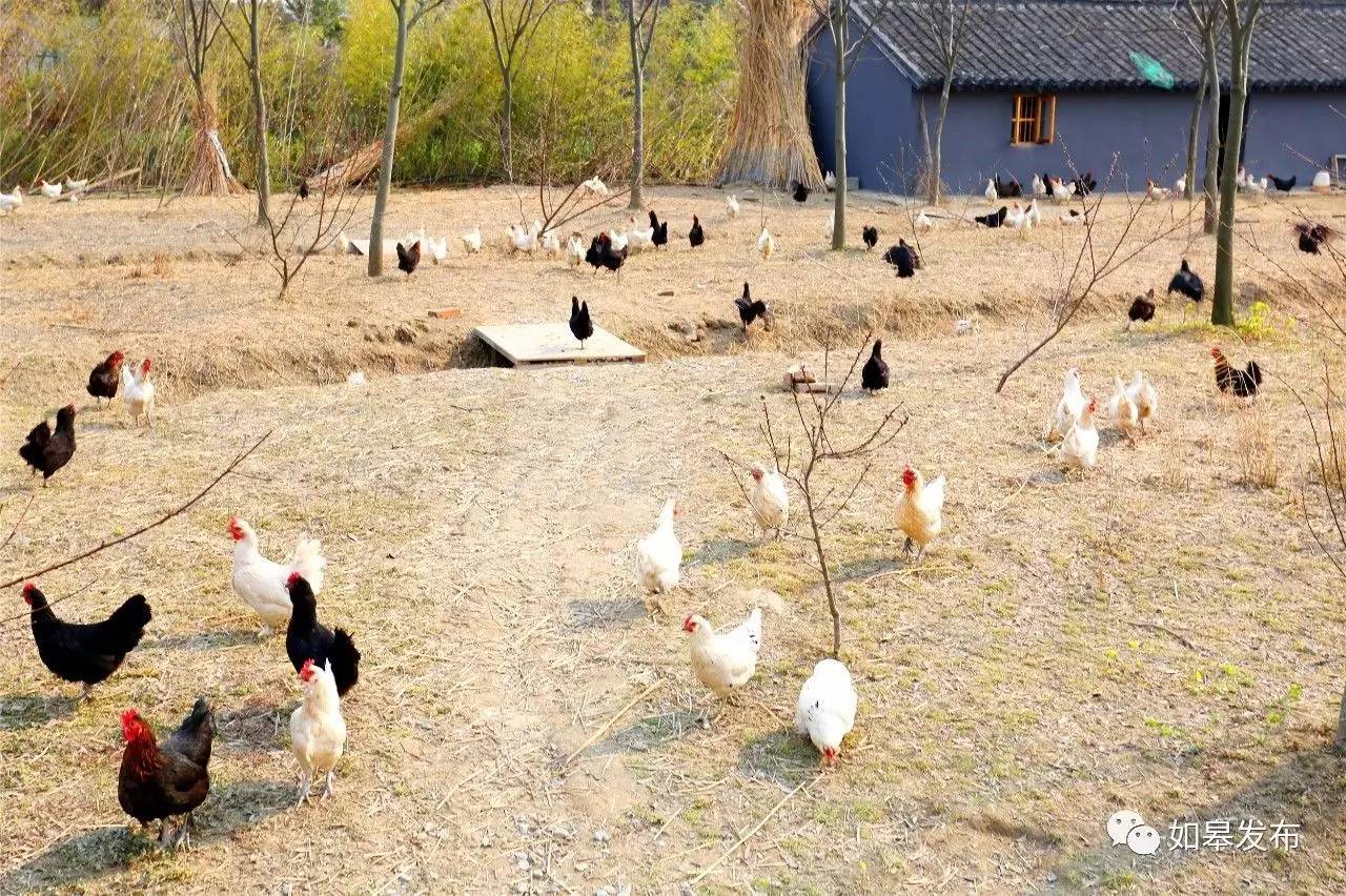 定了!从今天起,如皋白蒲古镇将列入每个人的旅行清单!