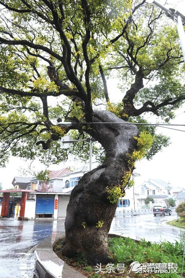 探秘余杭千年古村，公元七世纪前就存在！