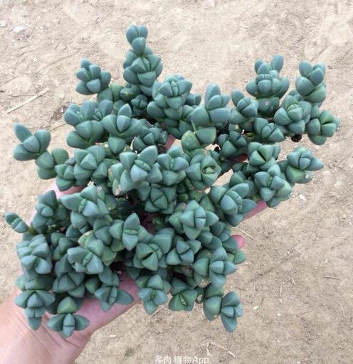 鹿角多肉的养殖方法和注意事项,鹿角多肉如何养殖视频