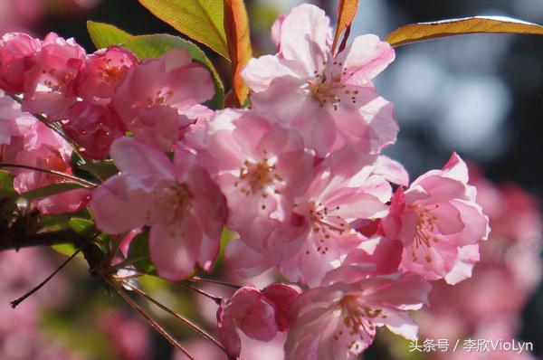 青岩|一盏清茶一抹暗香,一段黔南往事