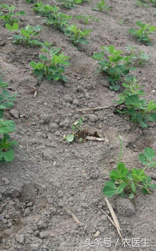 葡萄灰霉病和穗轴褐枯病防治,甜瓜枯萎病根腐病