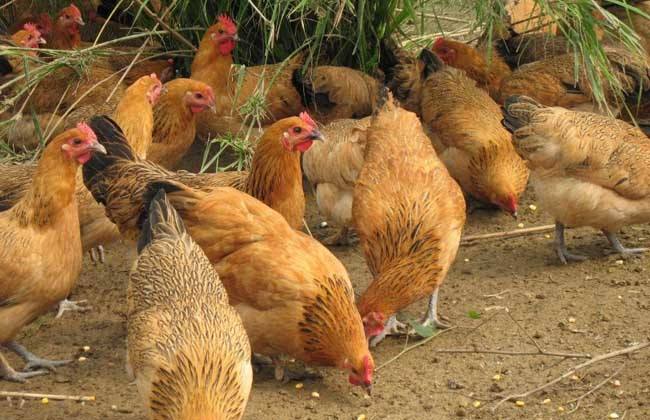 养殖龙虾赚钱图片真实,养殖龙虾头几年赚钱