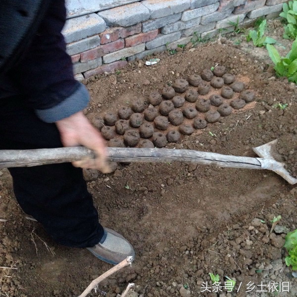 想种出安全绿色蔬菜该怎么做,怎么才能种出又新鲜又好吃的蔬菜