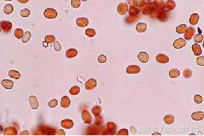 四川安岳下红雨,落地如泼血!对这种自然怪象民间有啥说法?