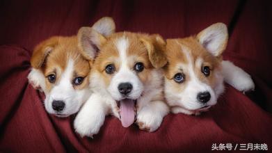 生活中二十种常见狗狗的价格，哪个最名不符实