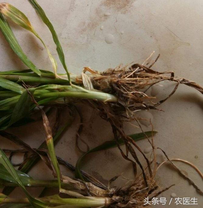 蒜病毒病怎么治,大蒜疫病和叶枯病怎样防治