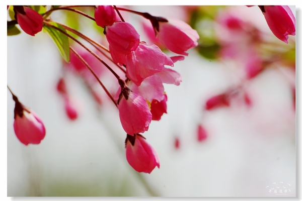 西安牡丹苑花还开着没,西安垂丝海棠哪里有卖