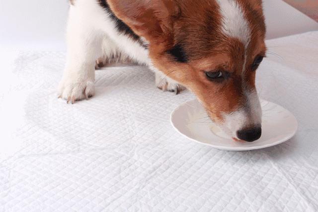 宠物鱼油应该怎么喂,宠物鱼油科普