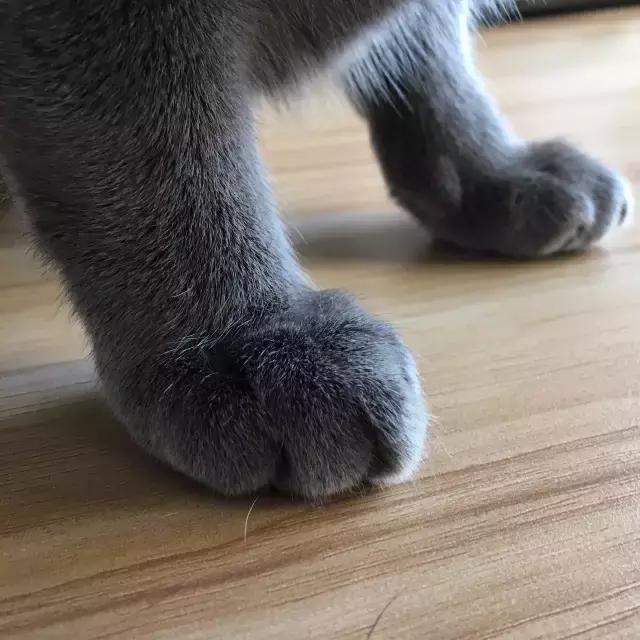 这么可爱的白手套，我能抱着摸一年！