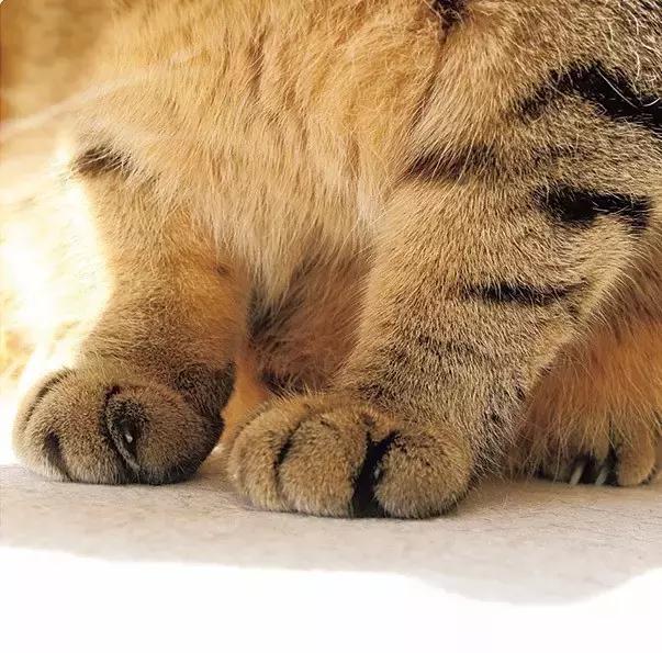 这么可爱的白手套，我能抱着摸一年！