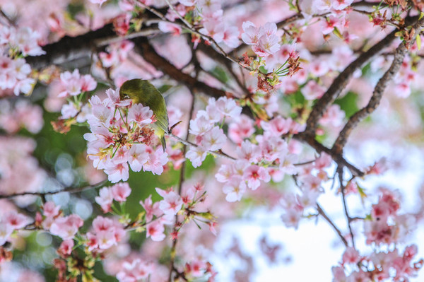 樱花烂漫几多时完整版,日本樱花节赏樱攻略视频大全