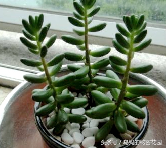 多肉植物怎么徒长了,徒长的多肉怎样处理