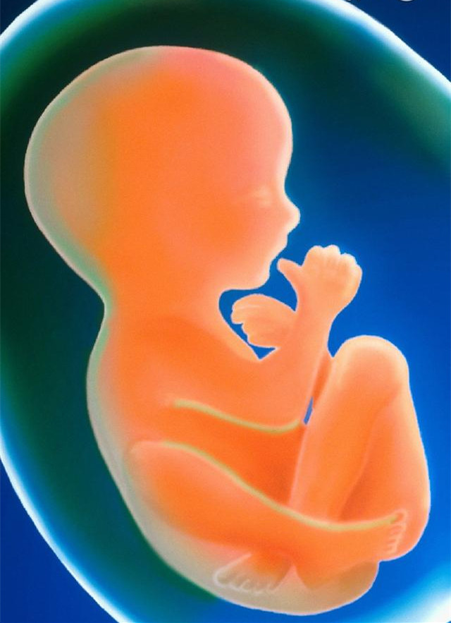 孕妇必知的胎儿每月发育日程,孕期1月到10月胎儿发育全过程