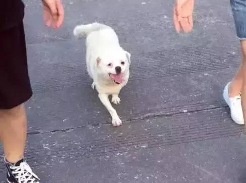 狗狗下颚长了两个肉球,狗狗长了个鸡蛋大小的肉瘤