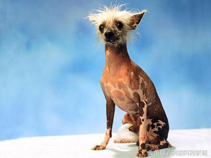 世界最丑的狗品种排名,长得最丑的狗叫什么