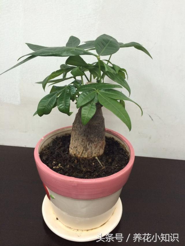 可以长期摆放在室内的花卉有哪些,四种不宜在室内养的花